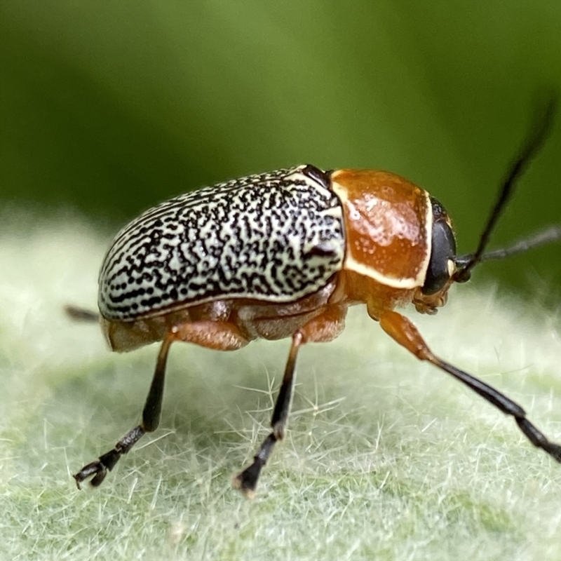 Aporocera (Aporocera) sculptilis