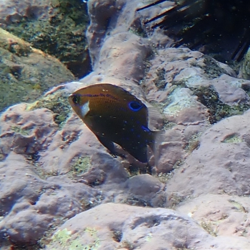 Parma microlepis