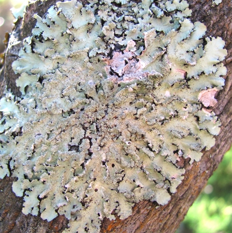 Parmotrema crinitum