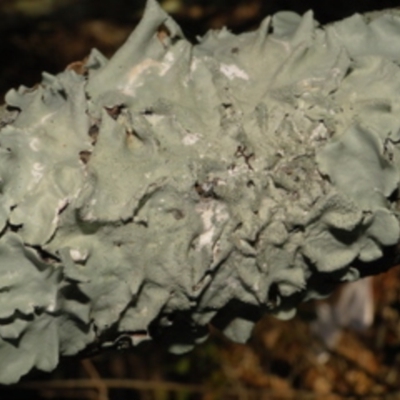 Parmotrema crinitum