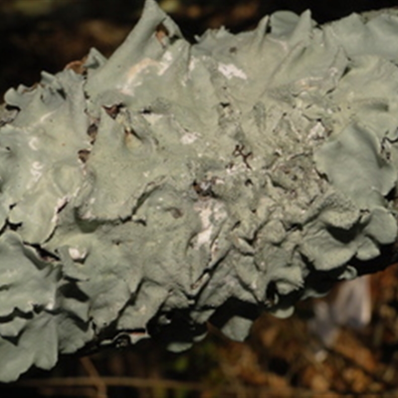 Parmotrema crinitum