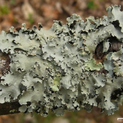 Parmotrema reticulatum