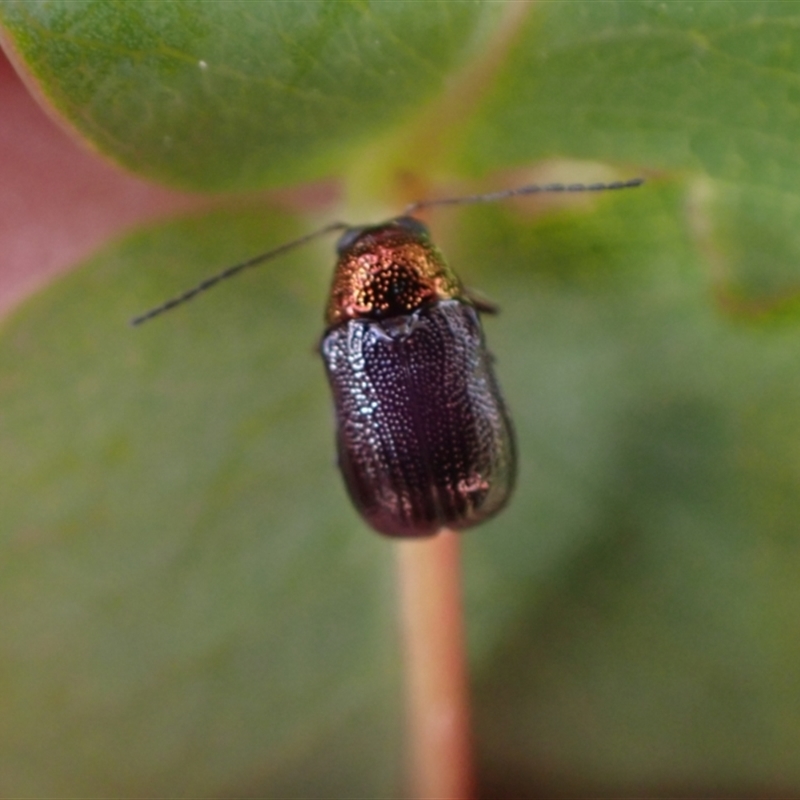 Aporocera (Aporocera) viridis