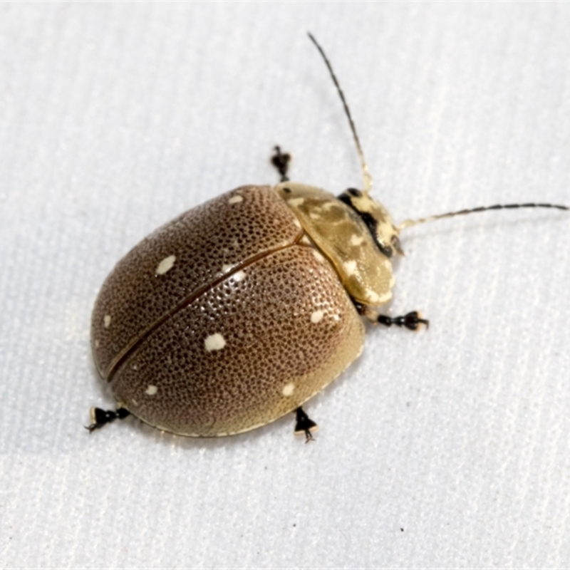 Paropsis aegrota