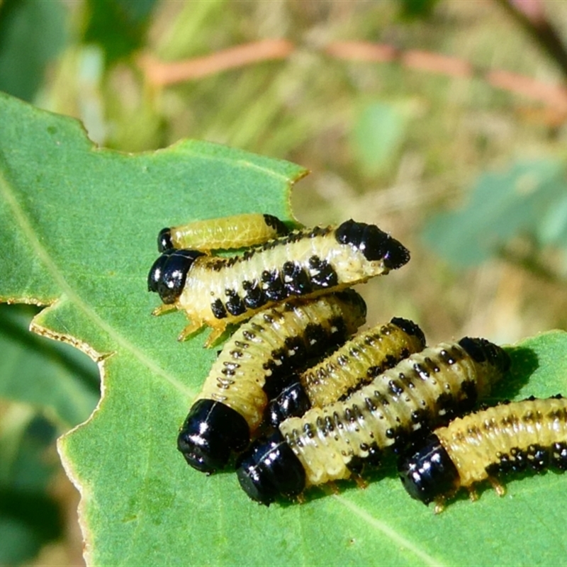 Larvae