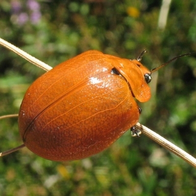 Paropsis augusta