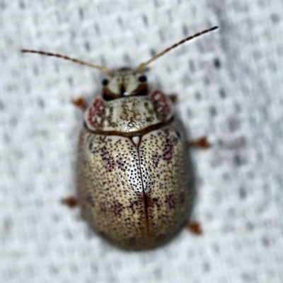 Paropsis charybdis