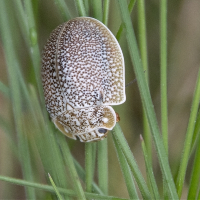 Paropsis (paropsine) genus-group