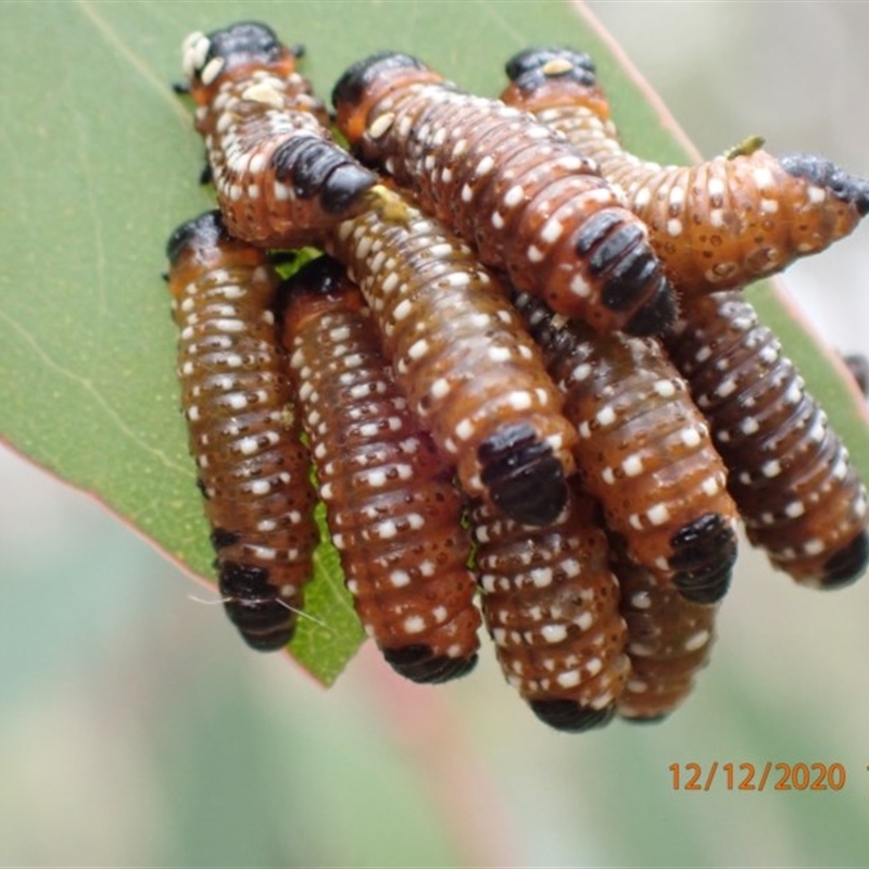 Paropsis (paropsine) genus-group