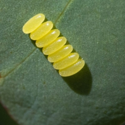Paropsis (paropsine) genus-group