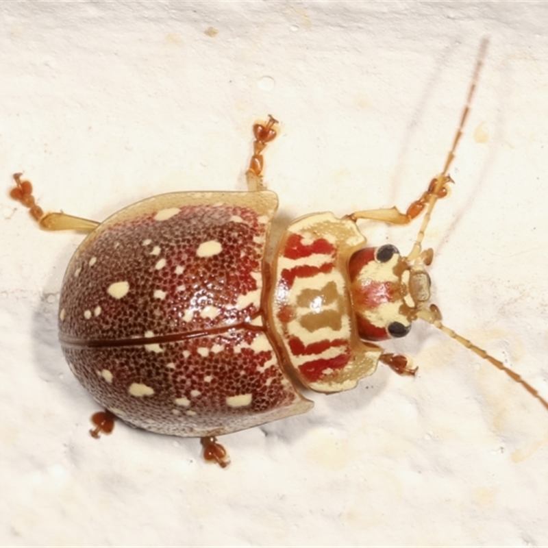 Paropsis geographica