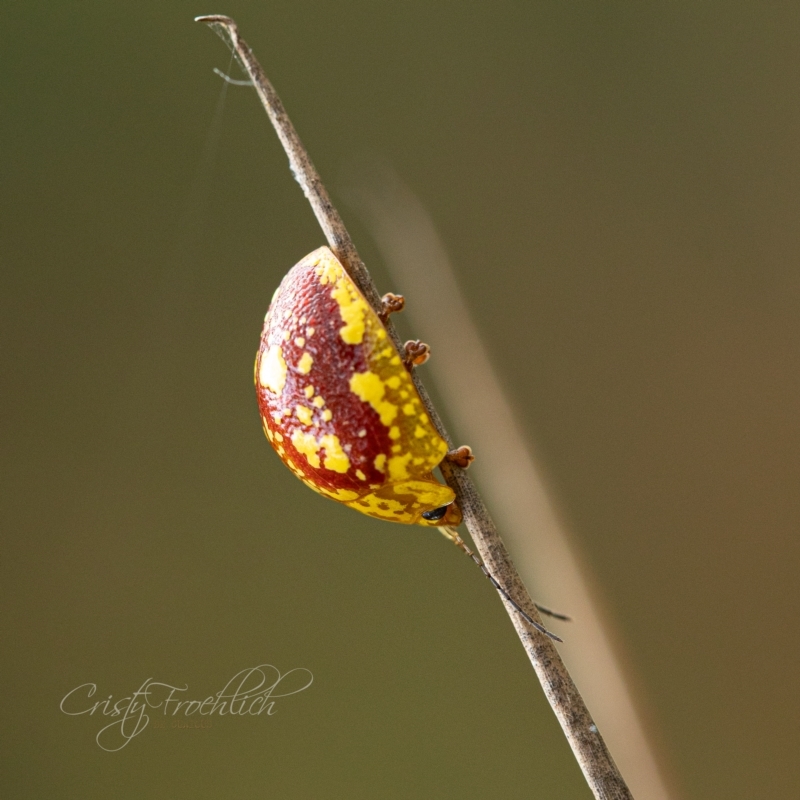 Paropsis maculata