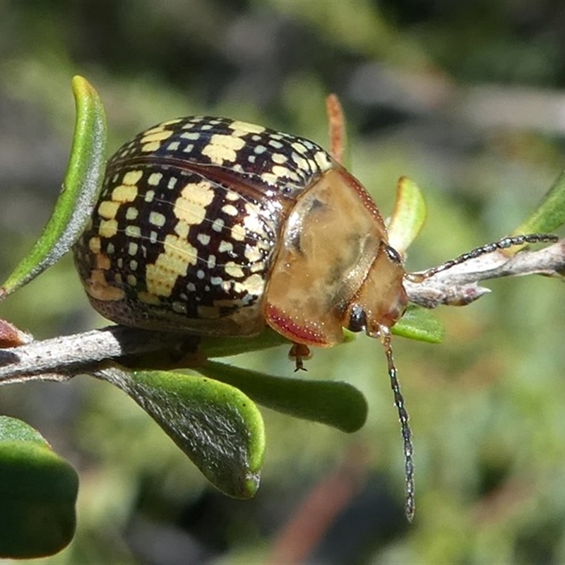 Paropsis pictipennis