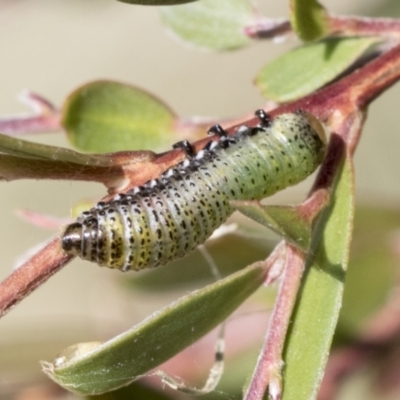 Paropsis pictipennis