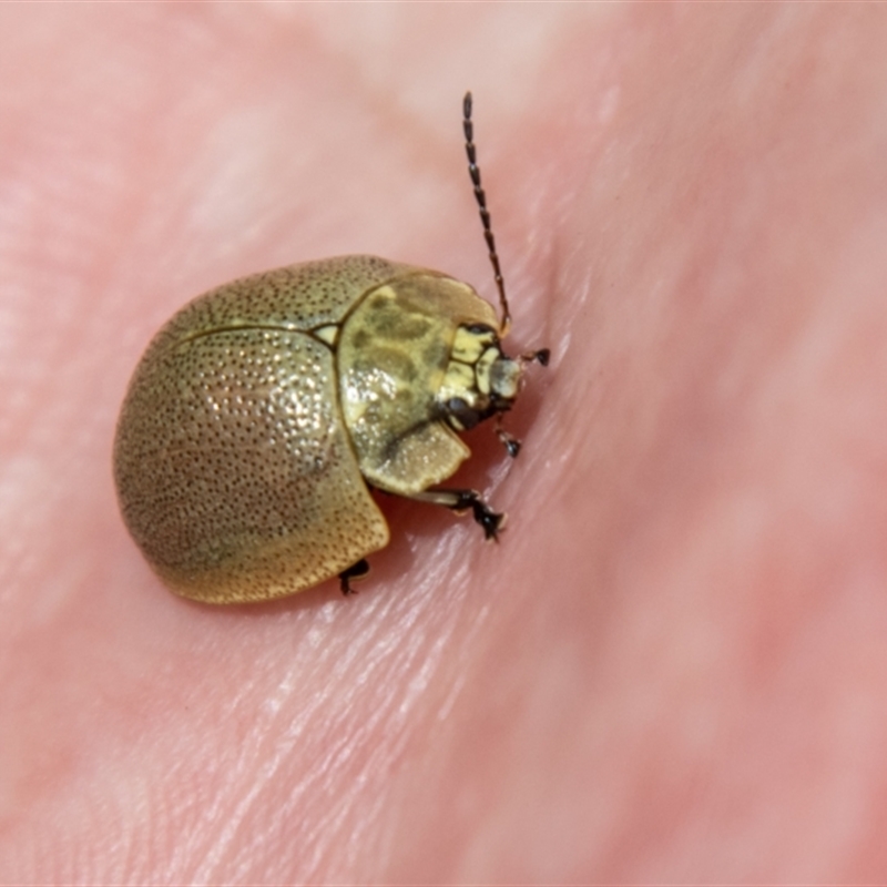 Paropsis sp. (genus)