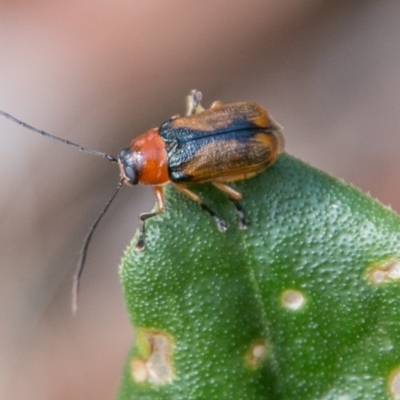 Aporocera sp. (genus)