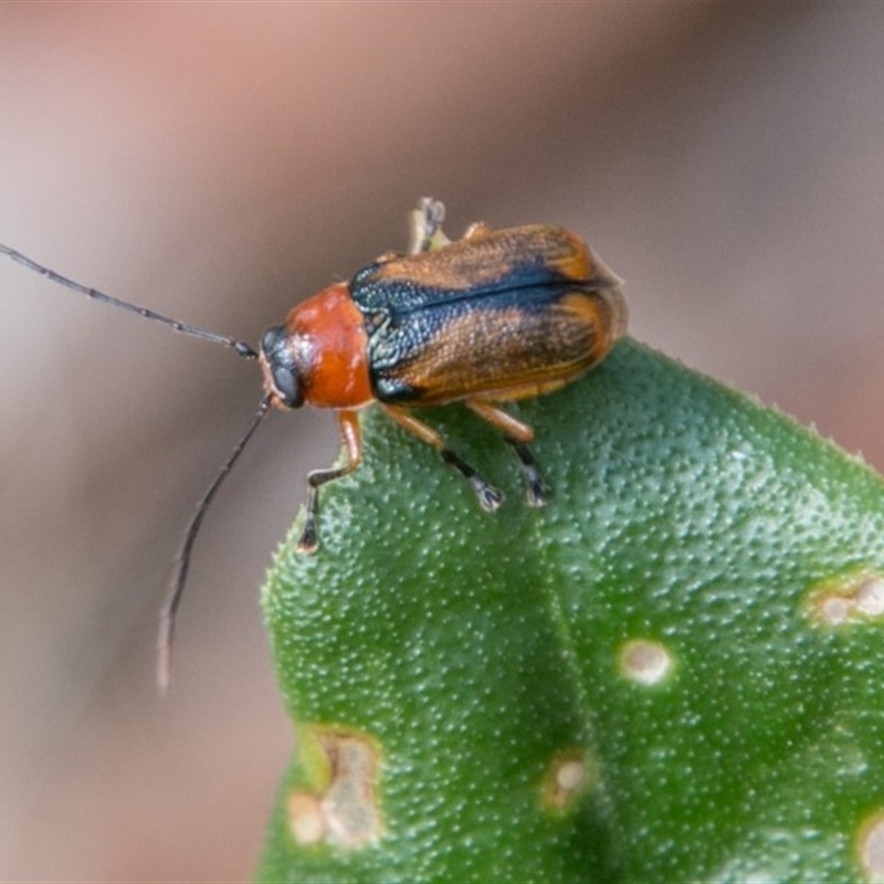 Aporocera sp. (genus)