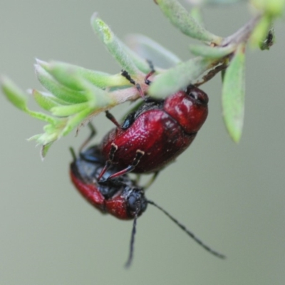 Aporocera sp. (genus)