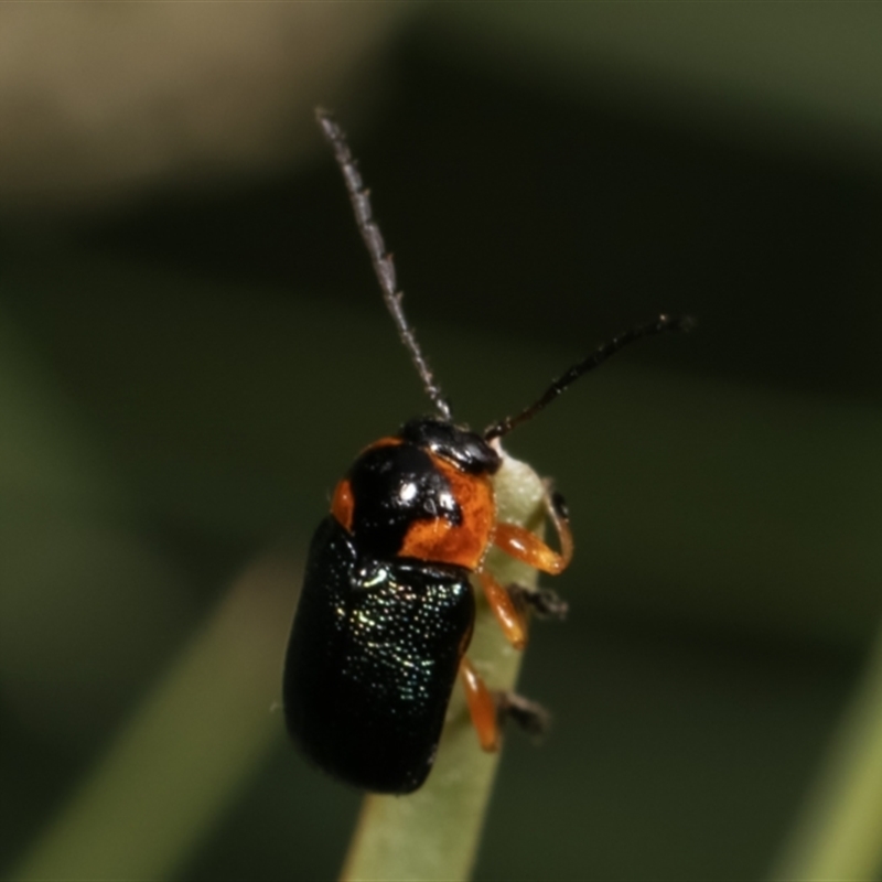 Aporocera sp. (genus)