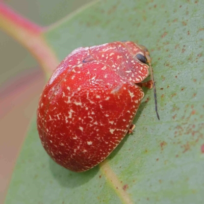 Paropsis variolosa