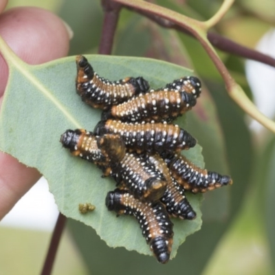 Paropsis variolosa