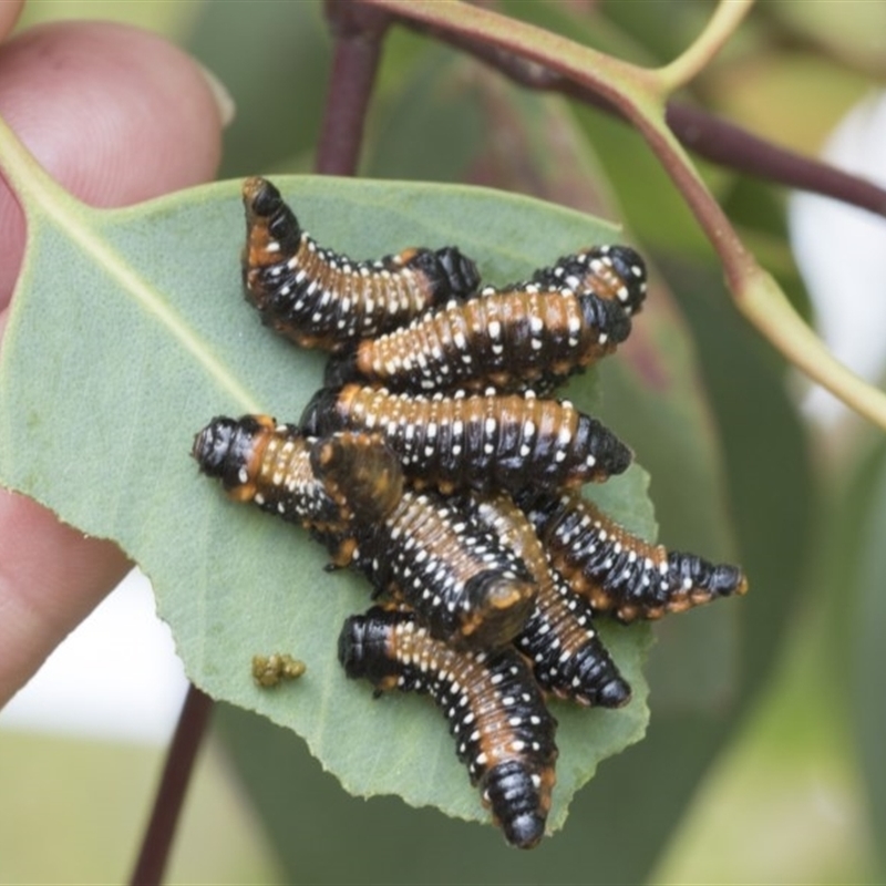 Larvae stage