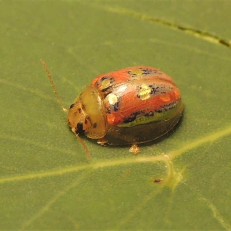 Paropsisterna annularis