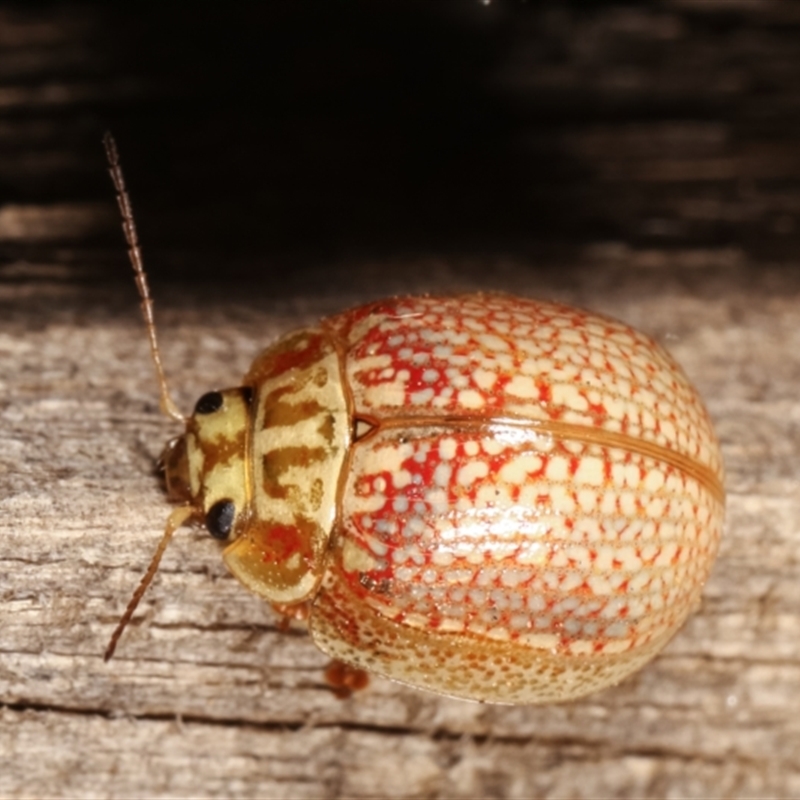 Paropsisterna decolorata