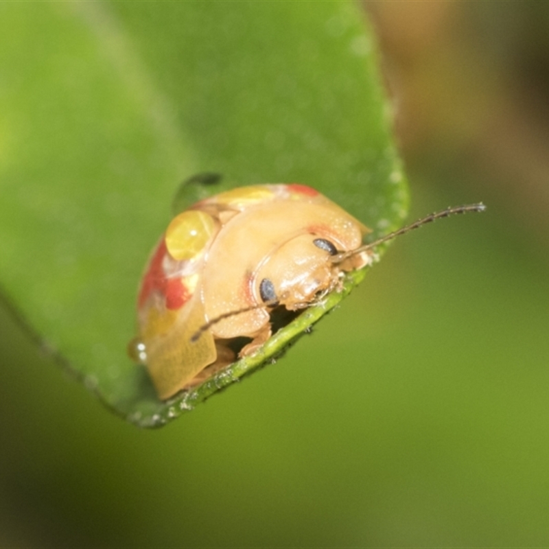 Paropsisterna gloriosa