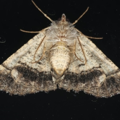 Male