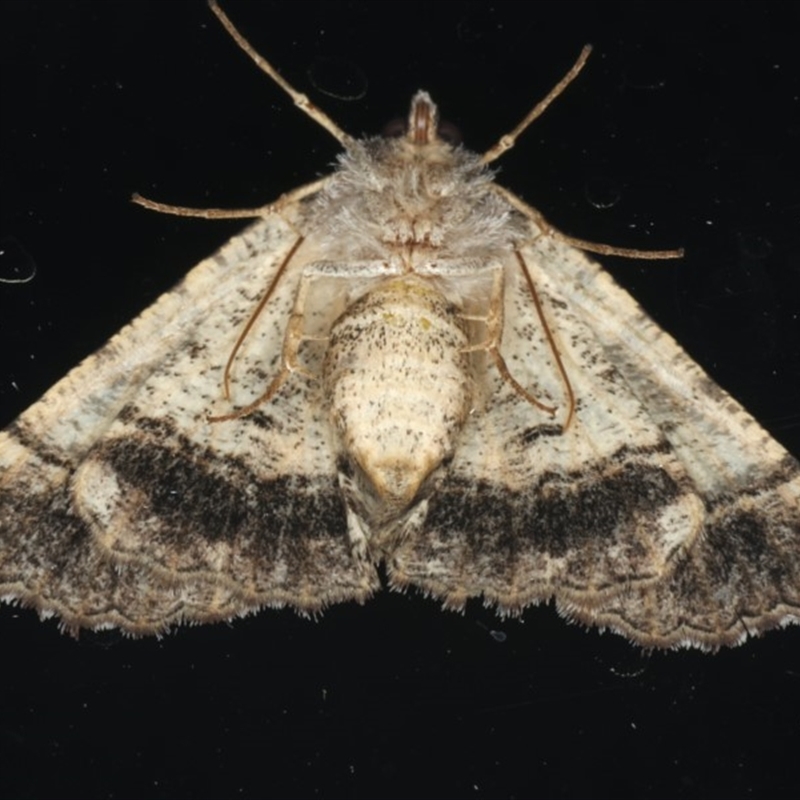 Male
