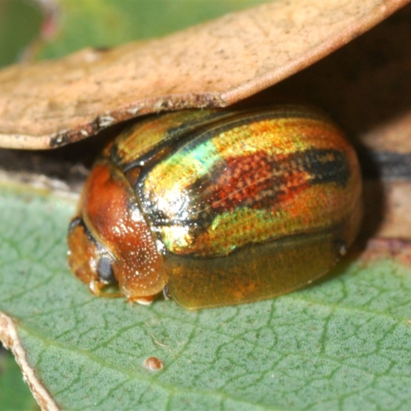 Paropsisterna hectica