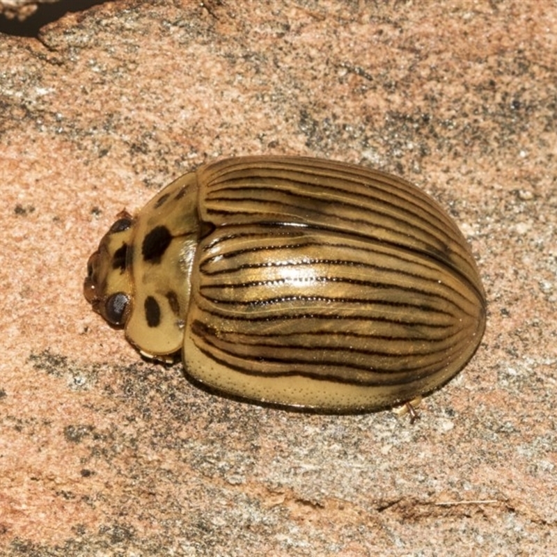 Paropsisterna intacta