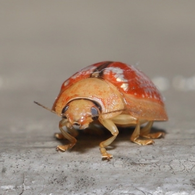 Paropsisterna laesa