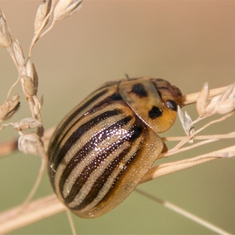 Paropsisterna lignea