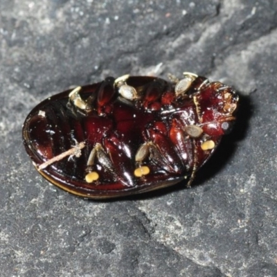 Paropsisterna lineata