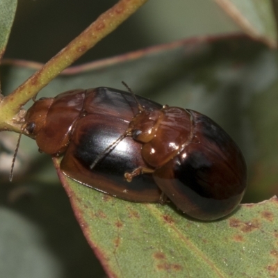 Paropsisterna liturata