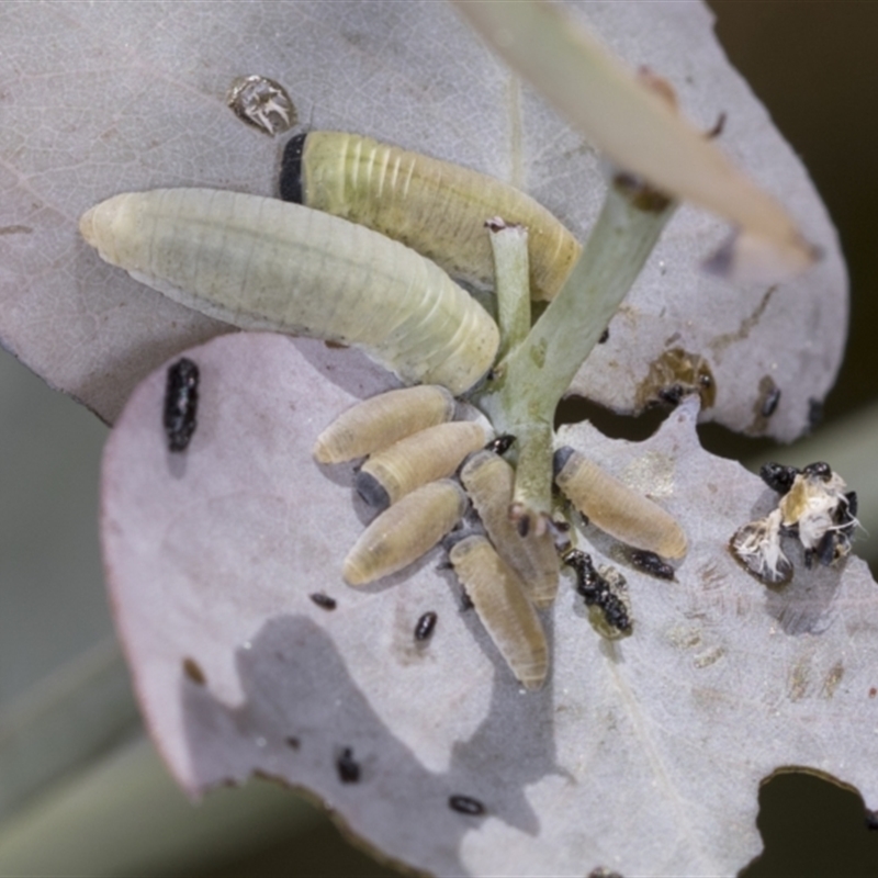 Larvae