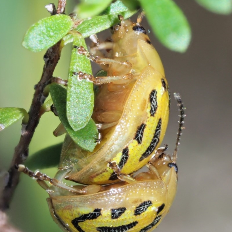 Paropsisterna obliterata