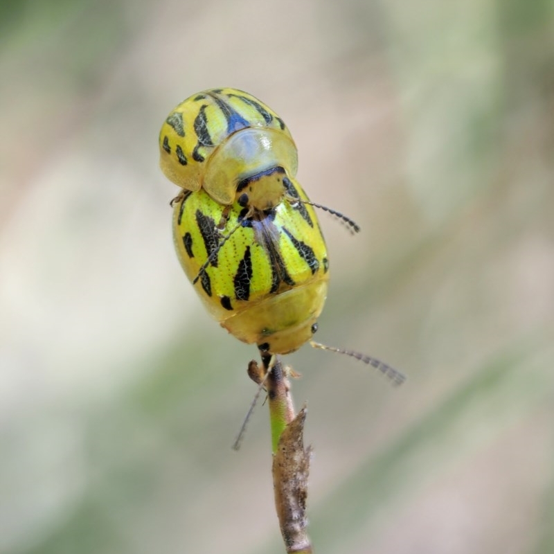 Paropsisterna obliterata