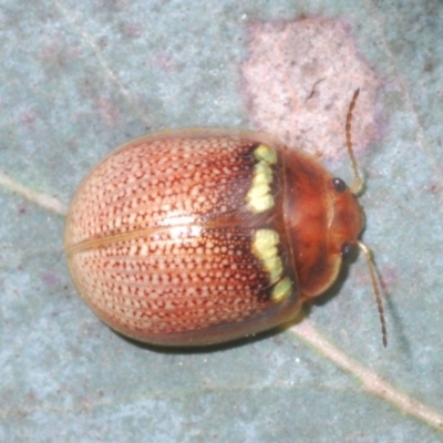 Paropsisterna sp. (genus)