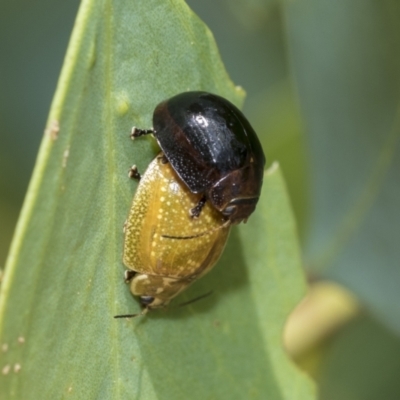 Paropsisterna cloelia