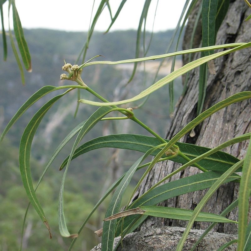 Parsonsia eucalyptophylla