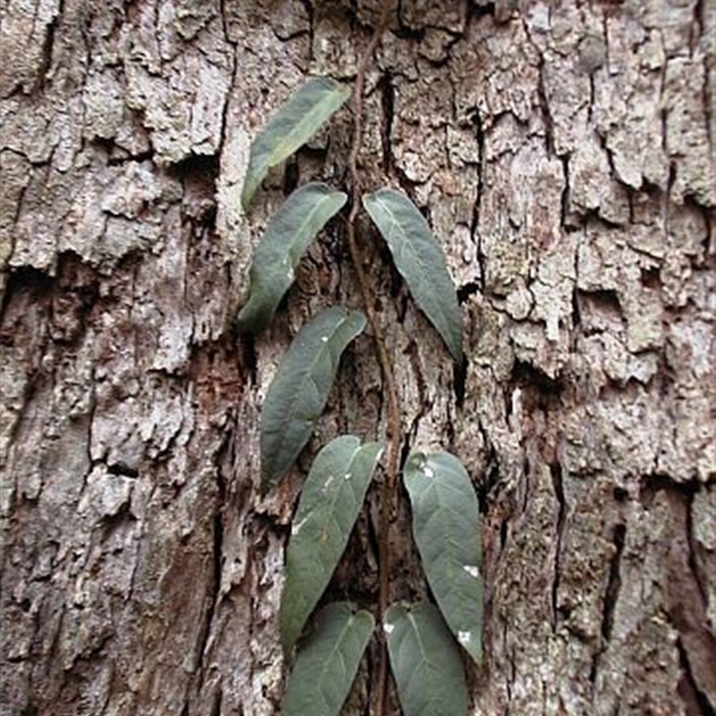 Jackie Miles, juvenile foliage