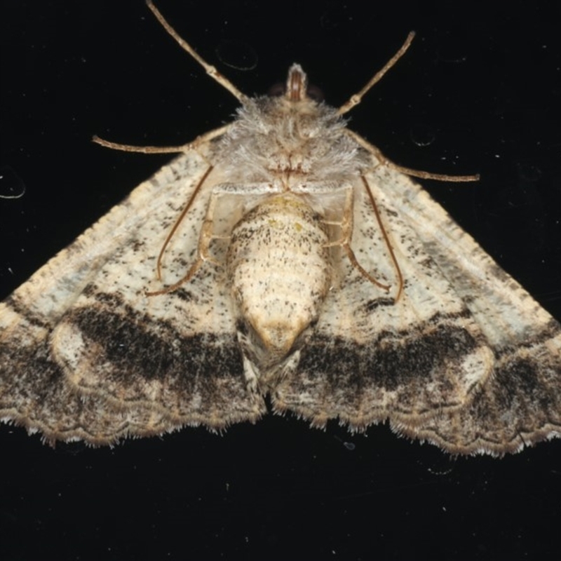 Male Underside