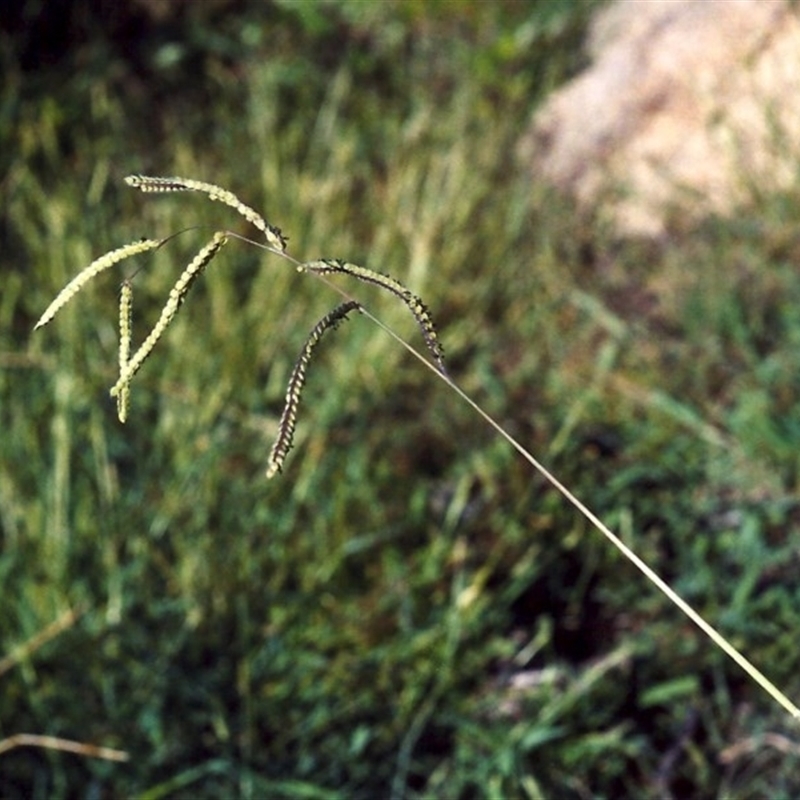 Paspalum dilatatum