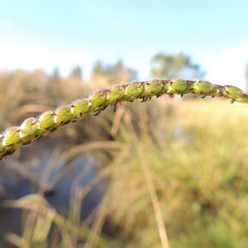 Paspalum dilatatum