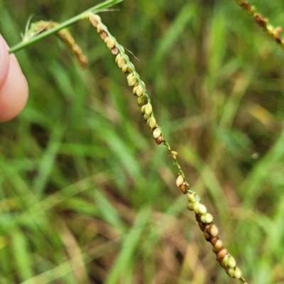 Paspalum mandiocanum