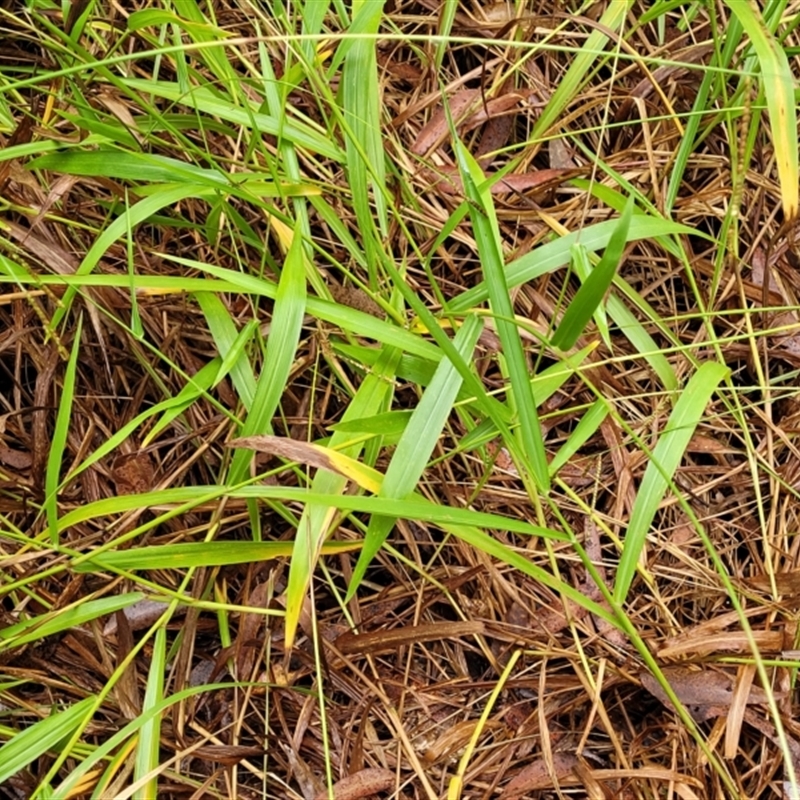 Paspalum mandiocanum