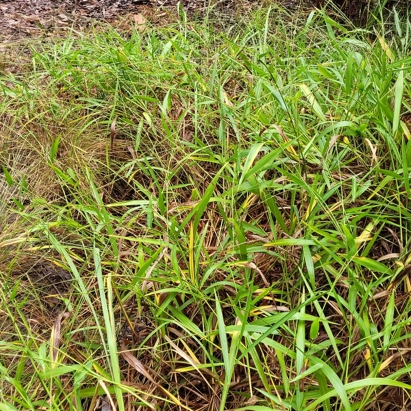 Paspalum mandiocanum